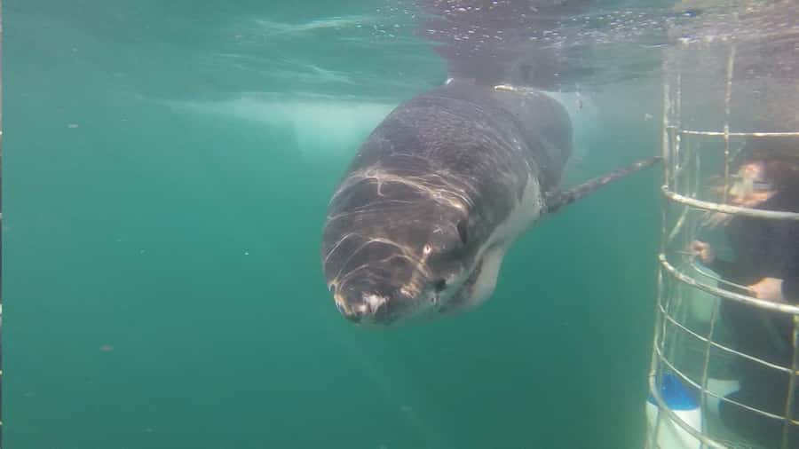 From Hermanus: Cruise with Shark Cage Dive and Lunch - Responsible Tourism and the Blue Flag Approach