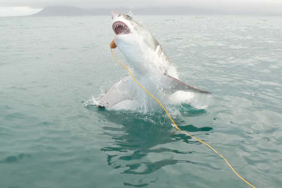 From Hermanus: Cruise with Shark Cage Dive and Lunch - Sharks, Species Chances, and What If Great Whites Are Missing