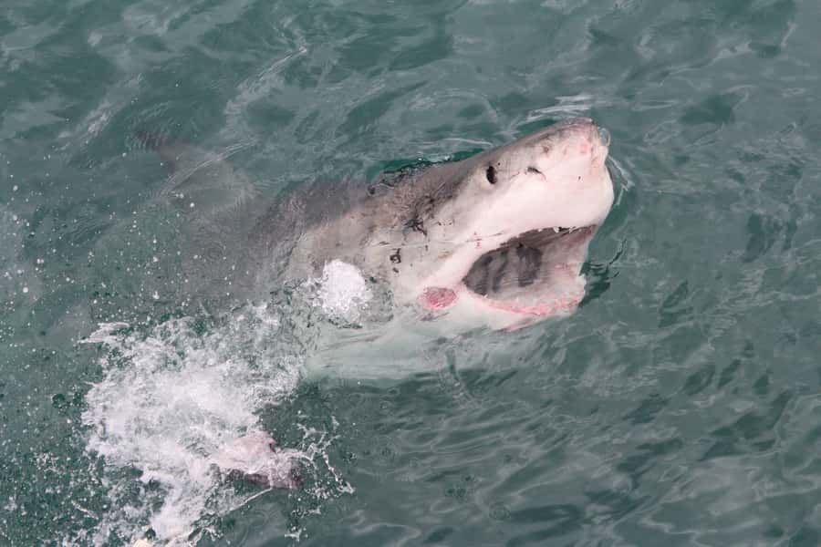 From Hermanus: Cruise with Shark Cage Dive and Lunch - The On-Board Marine Lesson: Why the Explanations Matter
