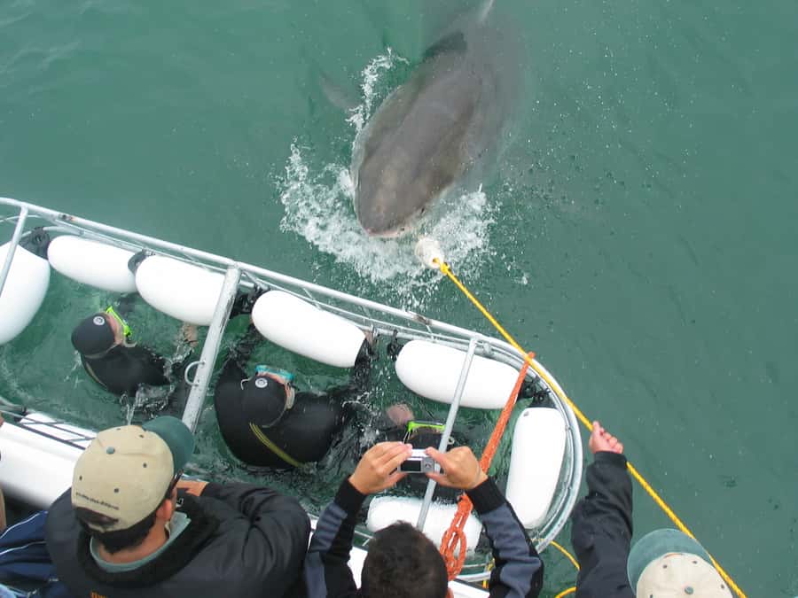 From Hermanus: Cruise with Shark Cage Dive and Lunch - Lunch, Hot Drinks, Showers, and the Video Replay