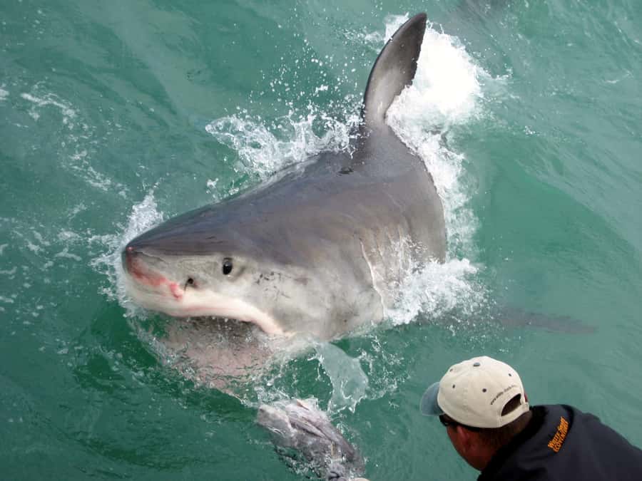 From Hermanus: Cruise with Shark Cage Dive and Lunch - Price and Value: What $168 Gets You
