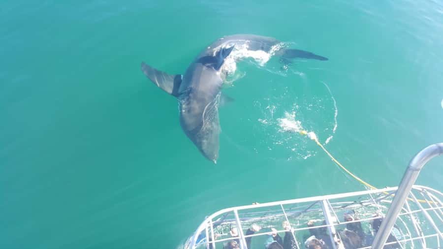 From Hermanus: Cruise with Shark Cage Dive and Lunch - Meeting Time, WhatsApp Updates, and the Start-Point Reality
