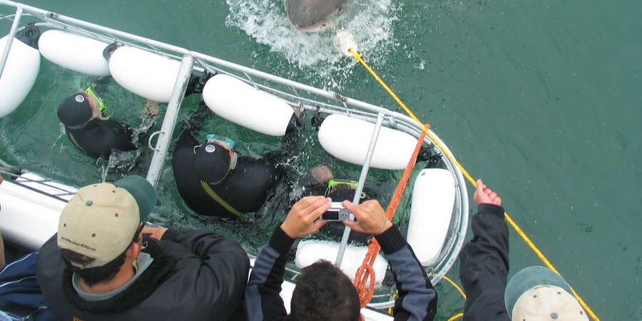 From Hermanus: Cruise with Shark Cage Dive and Lunch - What to Bring So the Day Stays Fun