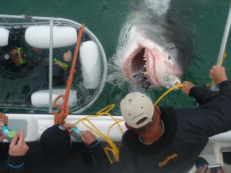From Hermanus: Cruise with Shark Cage Dive and Lunch - Land Briefing, Wetsuit Fitting, and Your First Cage Turn