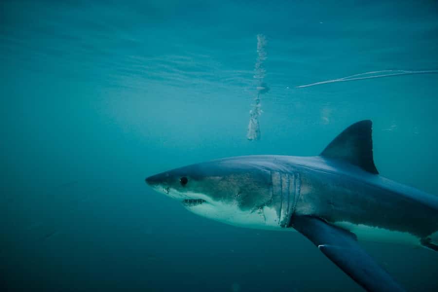 From Hermanus or Cape Town: Shark Cage Diving Experience - Quick Hits Before You Go