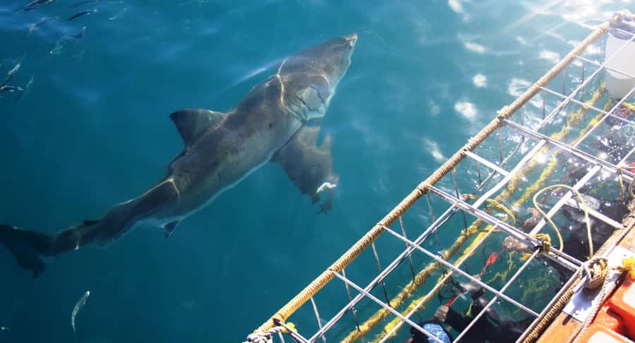 From Hermanus or Cape Town: Shark Cage Diving Experience - Cage Time Off the Southern Cape: What Makes This Work