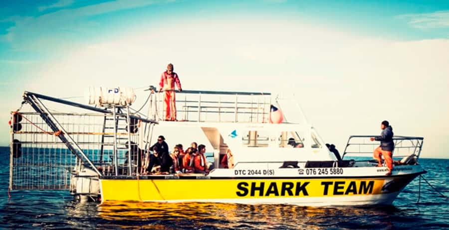 From Hermanus or Cape Town: Shark Cage Diving Experience - Breakfast at the Lodge: More Than a Side Detail