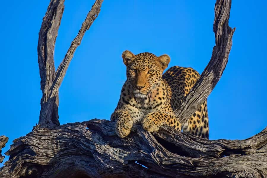 From Johannesburg: 2-Day Safari into Kruger National Park - Key Points You’ll Care About