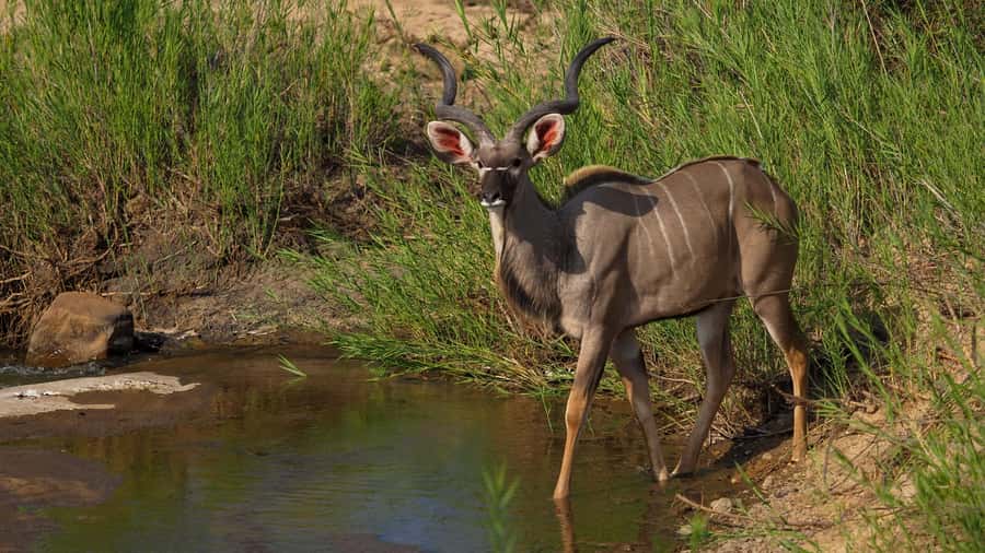 From Johannesburg: 2-Day Safari into Kruger National Park - Kruger in Two Days: The Real Value of the Big Drives