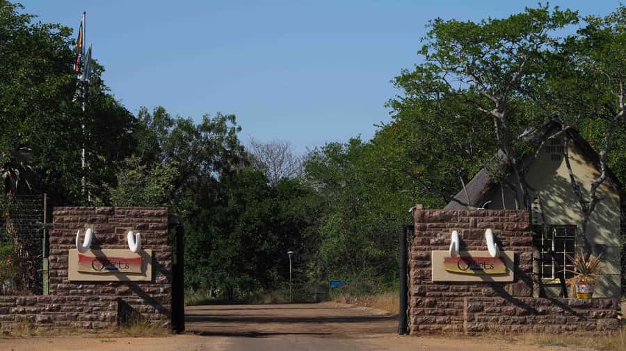 From Johannesburg: 2-Day Safari into Kruger National Park - Day Two Morning Drive (6:30 to 10:30): When the Park Feels Most Alive