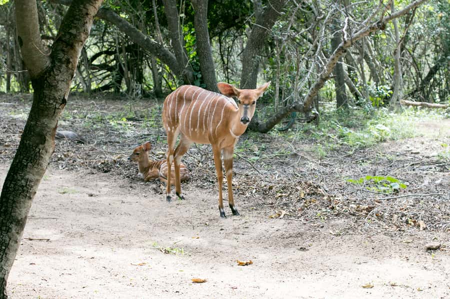 From Johannesburg: 3-Day Budget Tent Kruger Park Safari - Key Things That Make This Safari Work