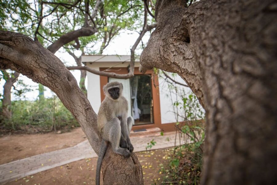 From Johannesburg: 6-Day Classic Kruger National Park Safari - Day 6 Panorama Route return day: Three Rondawels and Blyde Canyon