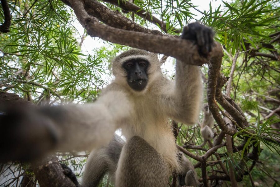 From Johannesburg: 6-Day Classic Kruger National Park Safari - Balule sunset drive and Marula Tree Boma bush BBQ under stars