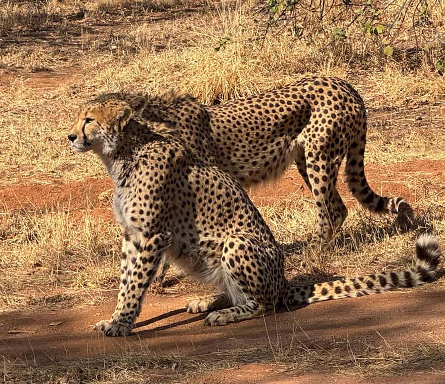 From Johannesburg: Cheetah Tour - Key takeaways before you go