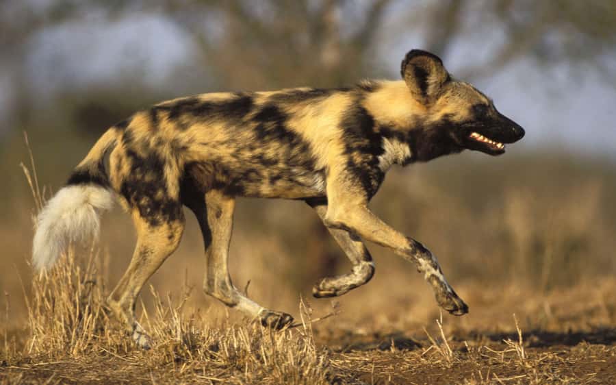 From Johannesburg: Cheetah Tour - How the 5-hour cheetah trip really works from Joburg and Pretoria