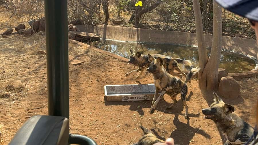 From Johannesburg: Cheetah Tour - The open-vehicle safari: photo stops, guidance, and that wild-dog energy