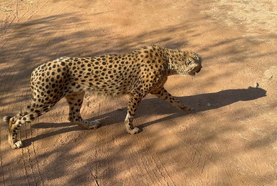 From Johannesburg: Cheetah Tour - The other animals on your route: more than a one-species visit