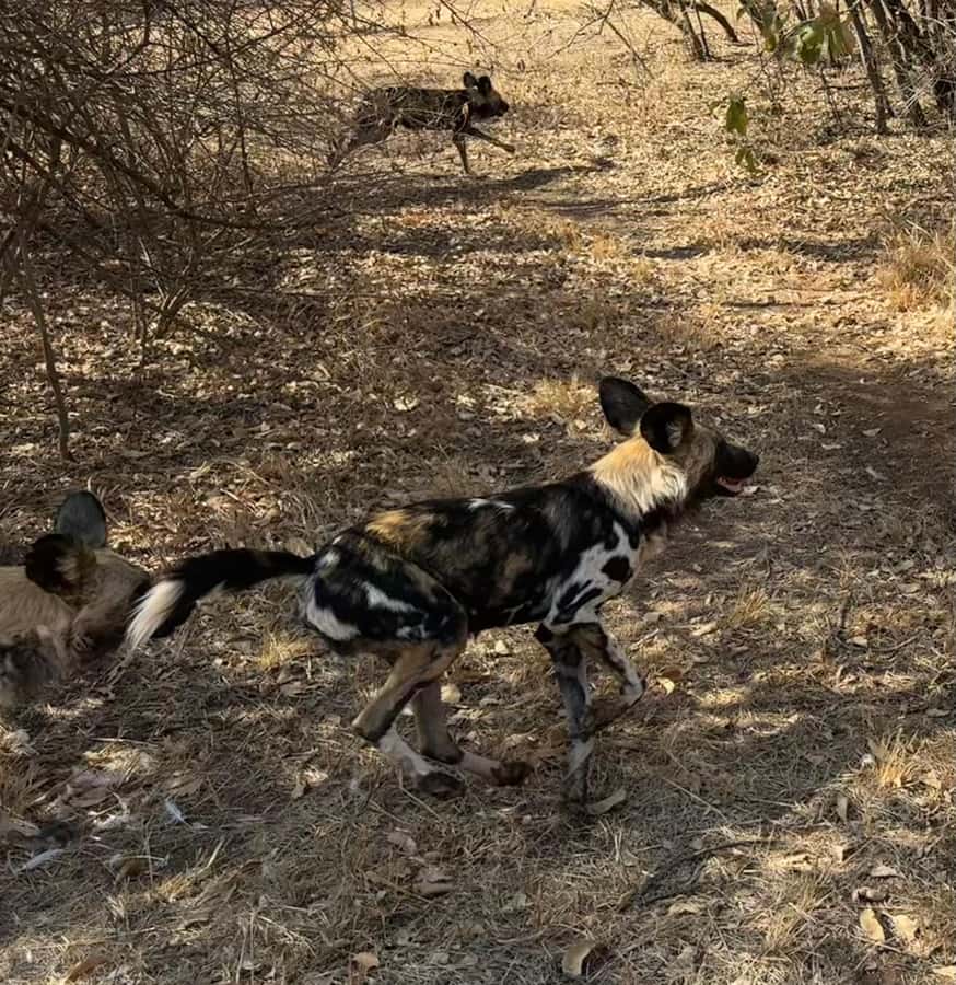 From Johannesburg: Cheetah Tour - What I’d bring to make the day easier (and more comfortable)