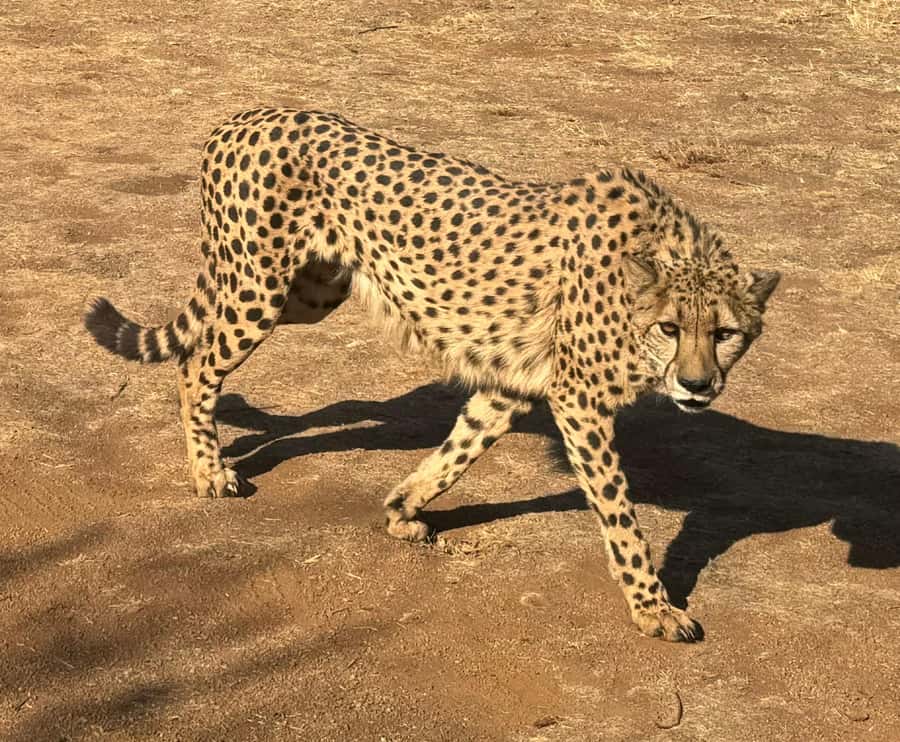 From Johannesburg: Cheetah Tour - Price and value: what $202 per person is really buying