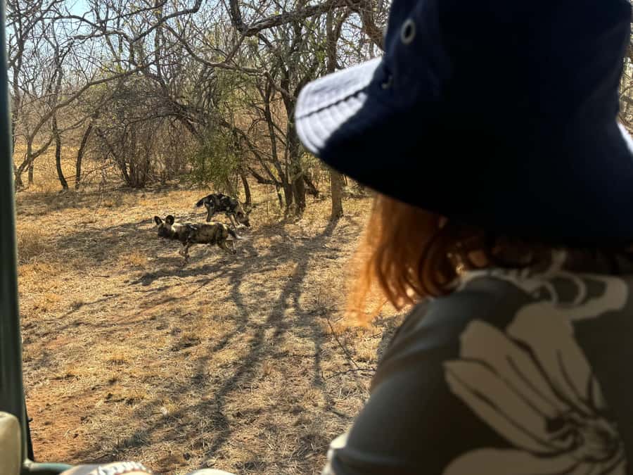From Johannesburg: Cheetah Tour - Getting picked up in Sandton, Rosebank, and Pretoria