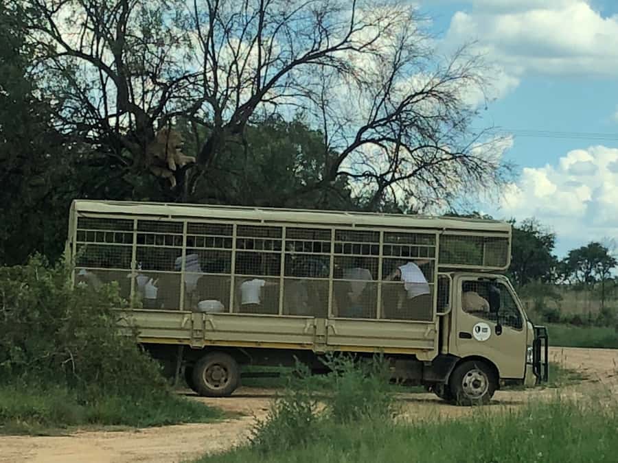 From Johannesburg: Cradle of Humankind and Lion Safari - FAQ