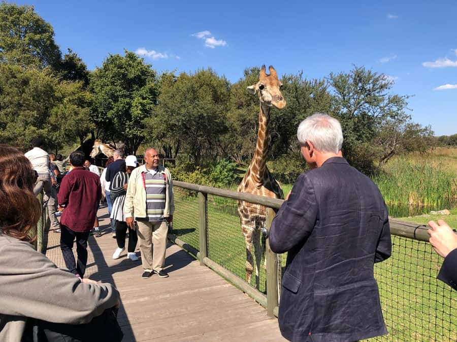 From Johannesburg: Cradle of Humankind and Lion Safari - Why this Johannesburg day trip works so well