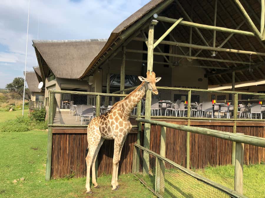 From Johannesburg: Cradle of Humankind and Lion Safari - Price and value: is $224 per person a fair deal?