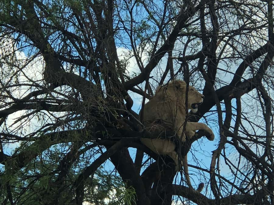 From Johannesburg: Cradle of Humankind and Lion Safari - Should you book From Johannesburg: Cradle of Humankind and Lion Safari?