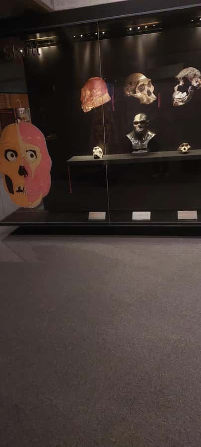 From Johannesburg: Cradle of Humankind Private Half-Day Tour - What can go wrong, and how to set yourself up for a great day
