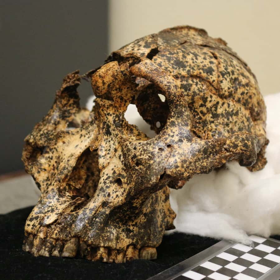 From Johannesburg: Cradle of Humankind Tour - Cradle of Humankind from Johannesburg: what makes it worth the time