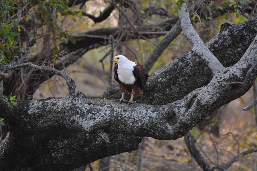 From Johannesburg: Full-Day Kruger National Park Safari - Skukuza Camp and Guided Big Five Game Driving