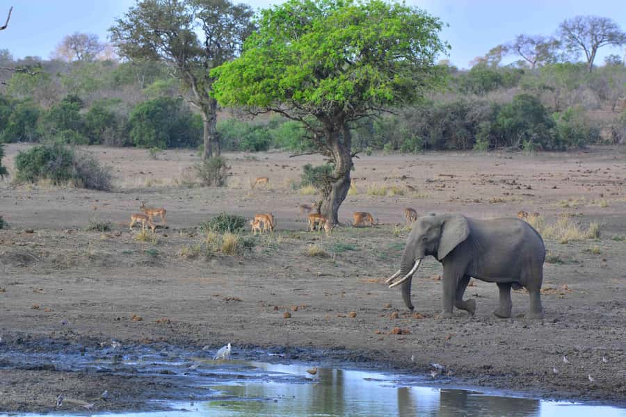 From Johannesburg: Full-Day Kruger National Park Safari - What Food and Water Mean on a 9-Hour Safari Day
