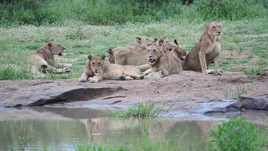 From Johannesburg: Full-Day Kruger National Park Safari - Price and Value at $435, Plus What You Might Want to Add