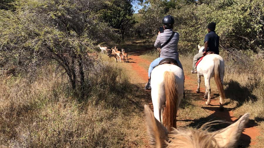 From Johannesburg: Horse-Riding Safari and Cable Car Tour - Key Highlights You’ll Actually Care About