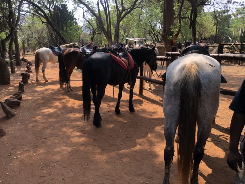 From Johannesburg: Horse-Riding Safari and Cable Car Tour - What to Expect When Animals Appear (And Why It Feels Different)