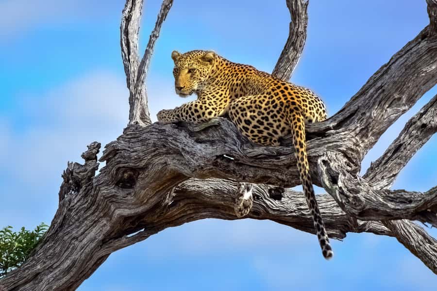 From Johannesburg: Kruger National Park 3-Day Safari - Key highlights worth planning around