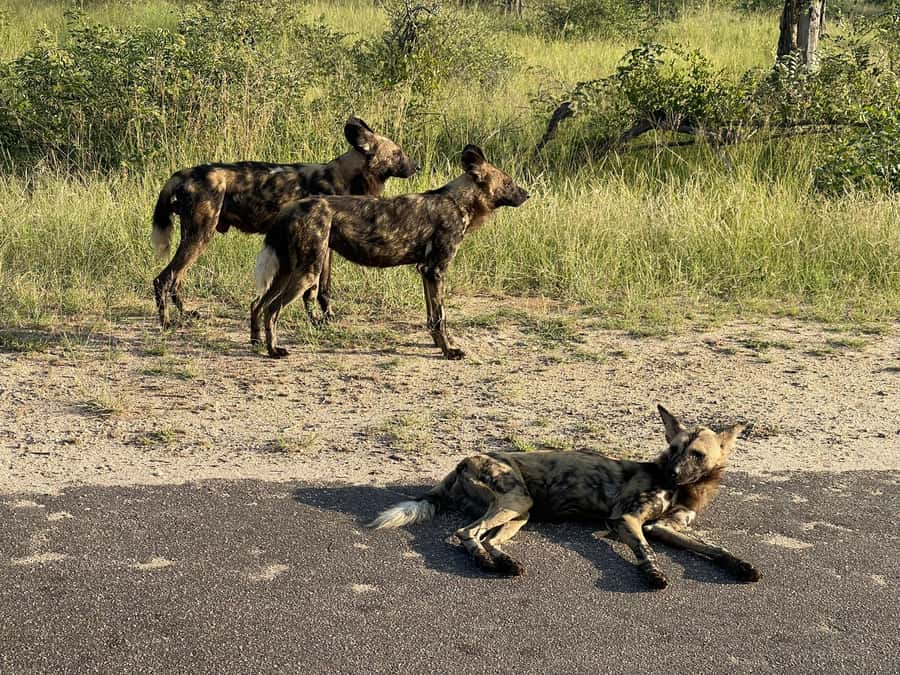 From Johannesburg: Kruger National Park 3-Day Safari - Sunrise Big Five drive, when you want to be awake