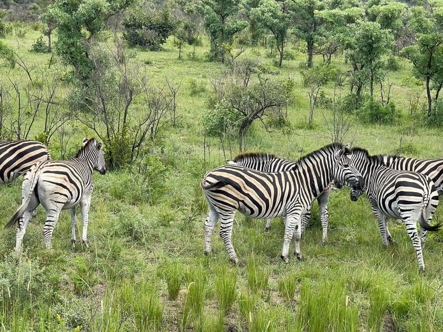 From Johannesburg: Kruger National Park 3-Day Safari - Second afternoon game drive and what to watch for