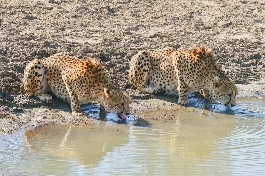 From Johannesburg: Kruger National Park 3-Day Safari - From Johannesburg to Kruger, with Elands Valley citrus along the way