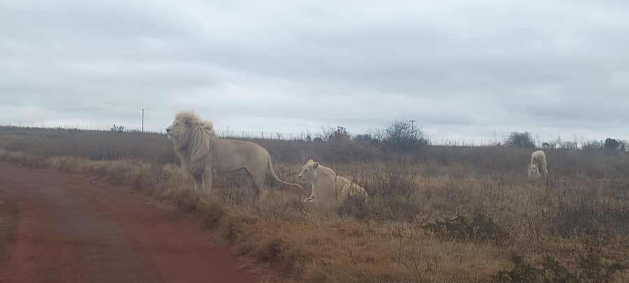 From Johannesburg: Lesedi Cultural Village & Lion Park Tour - The Lion Park Game Drive: Lions, Leopards, Zebra, and More