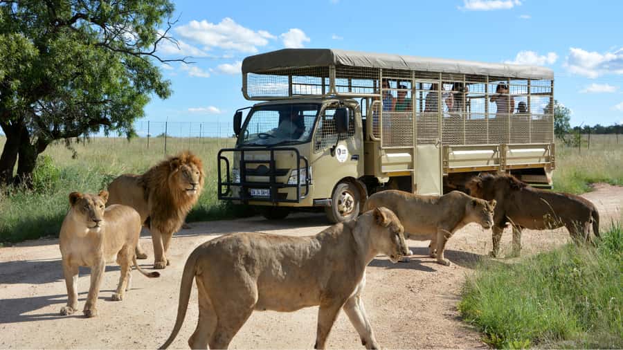 From Johannesburg: Lion & Safari Park Half-Day Tour - Key things to know before you go