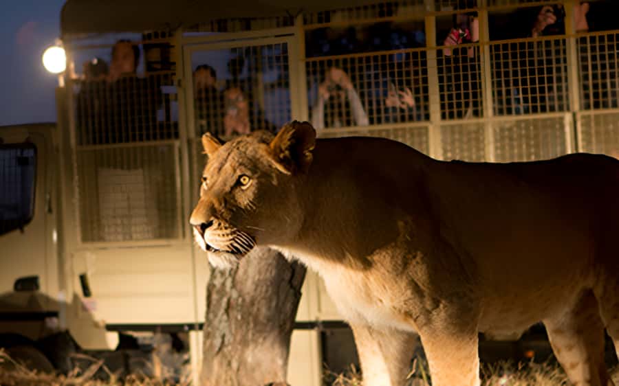 From Johannesburg: Lion & Safari Park Half-Day Tour - How the Lion Park safari runs from Johannesburg, from pickup to drop-off