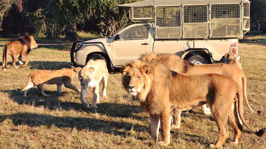 From Johannesburg: Lion & Safari Park Half-Day Tour - White lions and close viewing: what to expect when the big cats get near