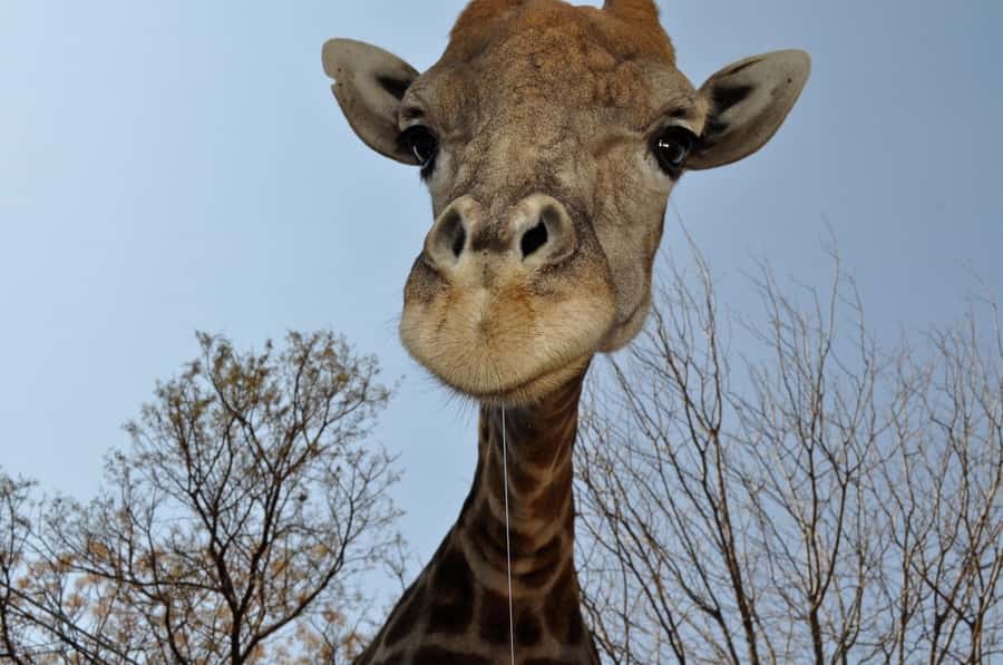 From Johannesburg: Lion & Safari Park Half-Day Tour - The guide and vehicle experience: small group energy, English-language flow