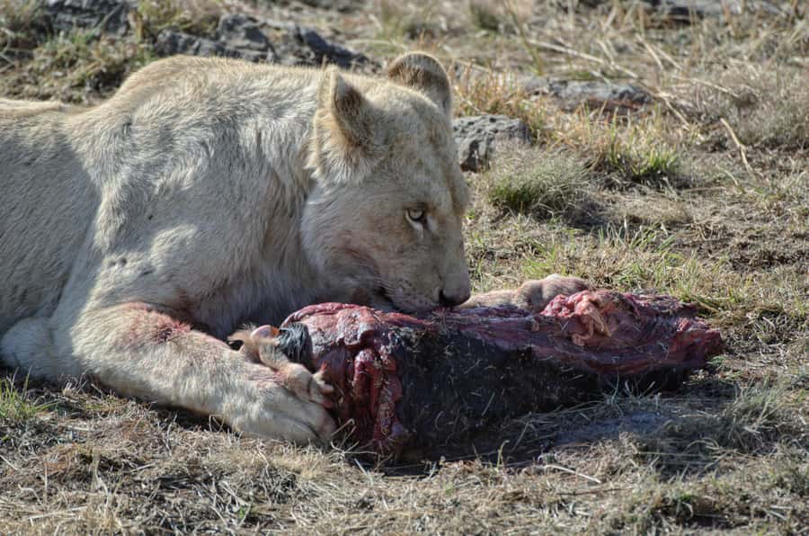 From Johannesburg: Lion & Safari Park Half-Day Tour - Price and value for a half-day Johannesburg lion safari at $167