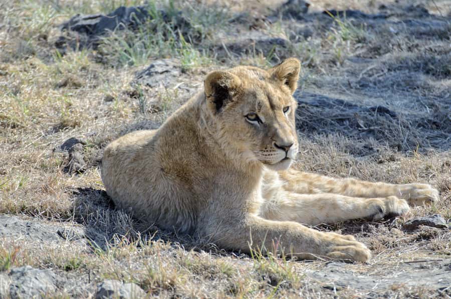 From Johannesburg: Lion & Safari Park Half-Day Tour - Who should book, and who should skip Lion Park