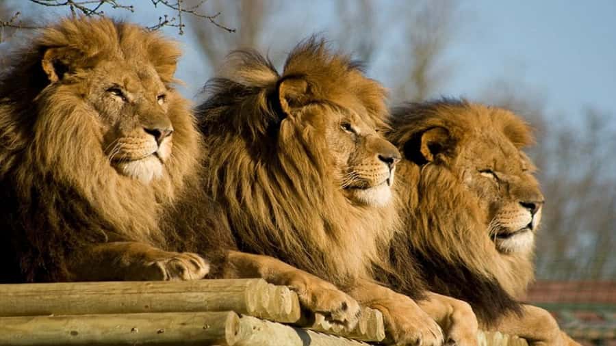 From Johannesburg: Lion & Safari Park Half-Day Tour - Should you book this Johannesburg Lion and Safari Park half-day tour?