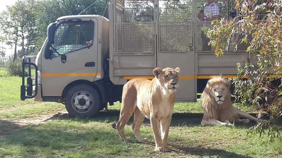 From Johannesburg: Lion & Safari Park Half-Day Tour - The 1-hour open-vehicle game drive: lions, cheetahs, wild dogs, and more