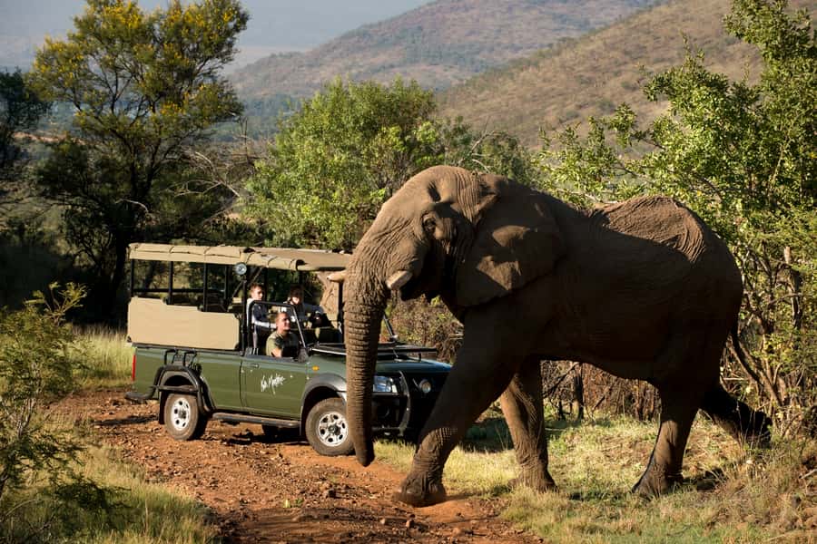 From Johannesburg: Pilanesberg National Park Safari - Key things I’d plan around