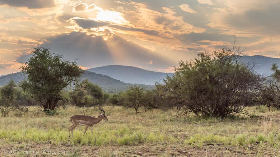 From Johannesburg: Pilanesberg National Park Safari - Pilanesberg from Johannesburg: Big Five odds in a long-day format